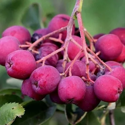 Рябина ДЕСЕРТНАЯ МИЧУРИНА сладкоплодная в Красноярске