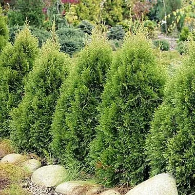 Туя СМАРАГД ВИТБОНТ западная  Туя СМАРАГД ВИТБОНТ западная в Красноярске