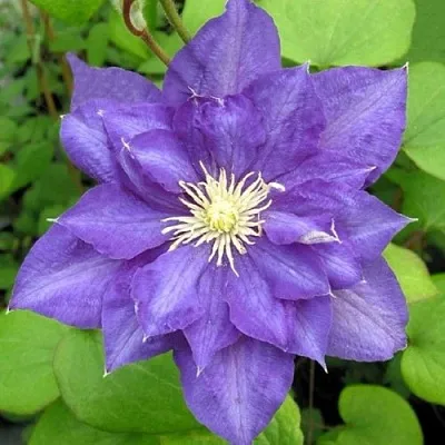 Клематис БЬЮТИ ОФ ВОЧЕСТЕР  Клематис БЬЮТИ ОФ ВОЧЕСТЕР в Красноярске