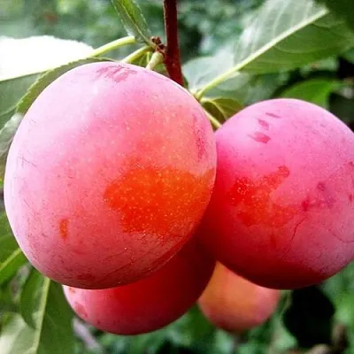 Слива КОМЕТА  Слива КОМЕТА в Красноярске