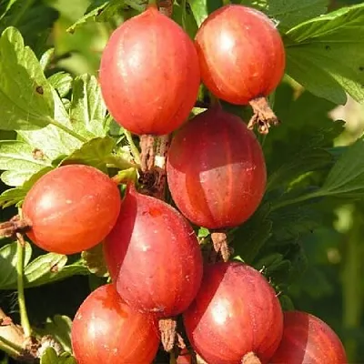 Крыжовник МАШЕКА  Крыжовник МАШЕКА в Красноярске