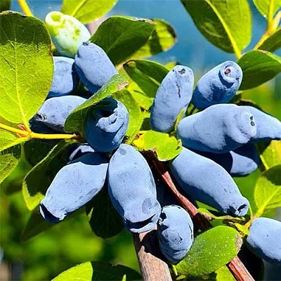 Жимолость съедобная АВРОРА  Жимолость съедобная АВРОРА в Красноярске