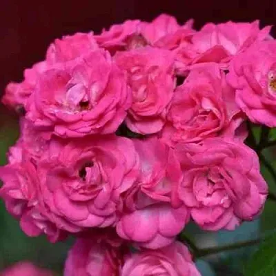 Саженцы роз ДИНКИ мускусная  Саженцы роз ДИНКИ мускусная в Красноярске