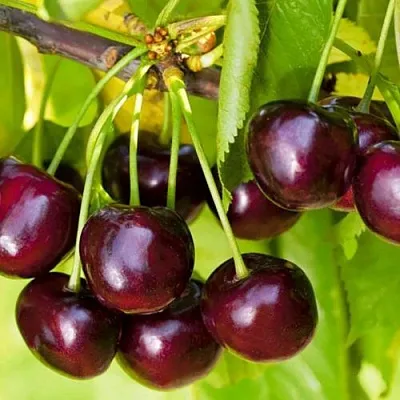 Черешня ИПУТЬ  Черешня ИПУТЬ в Красноярске