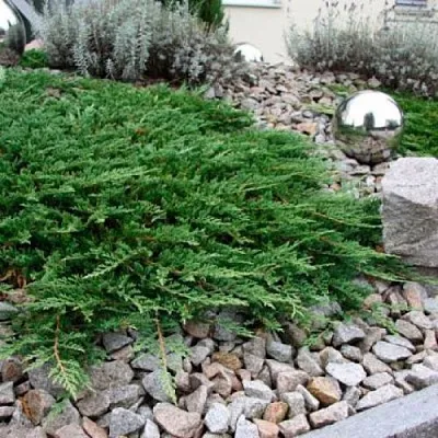 Можжевельник ПРИНЦ ОФ УЭЛЬС горизонтальный  Можжевельник ПРИНЦ ОФ УЭЛЬС горизонтальный в Красноярске