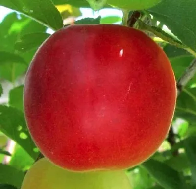 Плумкот БИРИКОККОЛО БОЛОГНЕС  Плумкот БИРИКОККОЛО БОЛОГНЕС в Красноярске