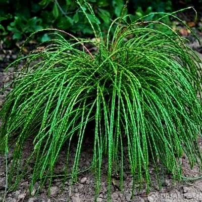 Туя ВИПКОРД складчатая  Туя ВИПКОРД складчатая в Красноярске