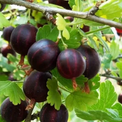 Крыжовник СЕВЕРНЫЙ КАПИТАН  Крыжовник СЕВЕРНЫЙ КАПИТАН в Красноярске