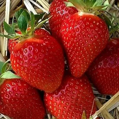 Клубника СИБИЛЛА  Клубника СИБИЛЛА в Красноярске