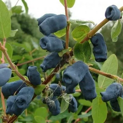 Жимолость съедобная ПУШКИНСКАЯ  Жимолость съедобная ПУШКИНСКАЯ в Красноярске