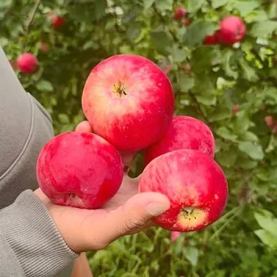 Яблоня АКСЕНА в Красноярске