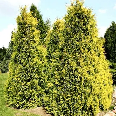 Туя САЛЛАНД западная  Туя САЛЛАНД западная в Красноярске