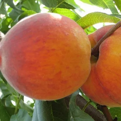 Персик СОЧНЫЙ  Персик СОЧНЫЙ в Красноярске