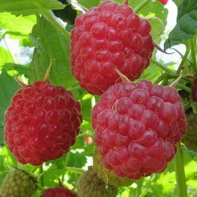 Малина НОВОСТЬ КУЗЬМИНА   Малина НОВОСТЬ КУЗЬМИНА  в Красноярске