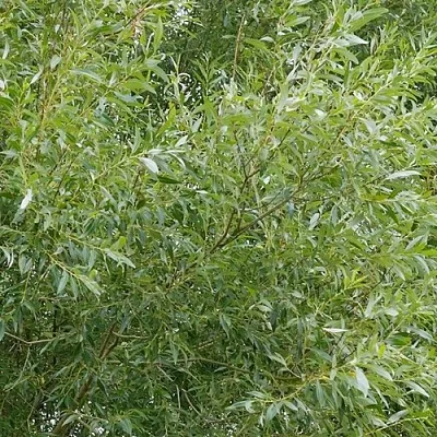 Ива ВИТЕЛЛИНА белая   Ива ВИТЕЛЛИНА белая  в Красноярске