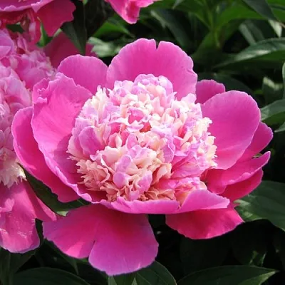 Пион КОРА СТАББС травянистый  Пион КОРА СТАББС травянистый в Красноярске