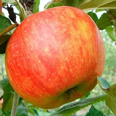 Яблоня ЦЕЛЕСТЕ в Красноярске