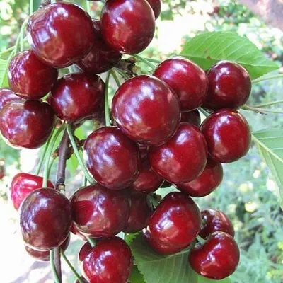 Черешня ОДРИНКА  Черешня ОДРИНКА в Красноярске