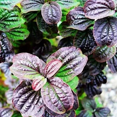 дерен КОМПРЕССА кроваво-красный  дерен КОМПРЕССА кроваво-красный в Красноярске