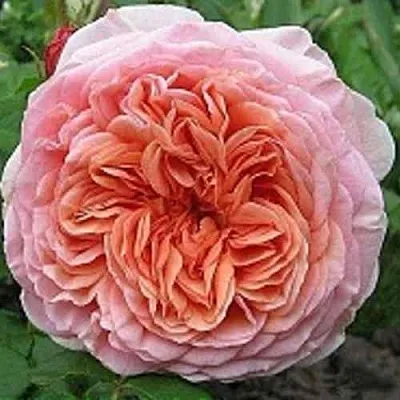 Саженцы роз АБРАХАМ ДЕРБИ английская  Саженцы роз АБРАХАМ ДЕРБИ английская в Красноярске