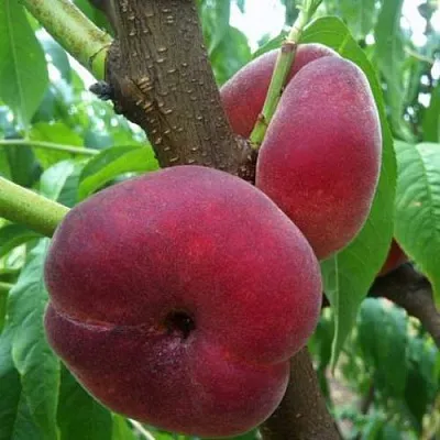 Персик АЛЕКС ИНЖИРНЫЙ  Персик АЛЕКС ИНЖИРНЫЙ в Красноярске