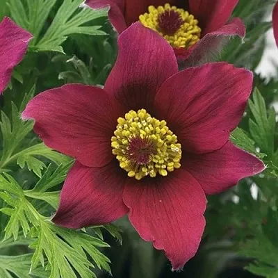 Прострел ПИНВИЛ РЕД ШЕЙДЕС  Прострел ПИНВИЛ РЕД ШЕЙДЕС в Красноярске