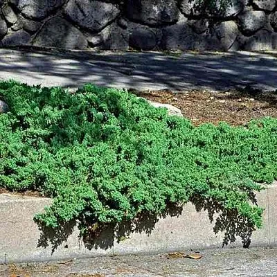 Можжевельник НАНА лежачий  Можжевельник НАНА лежачий в Красноярске