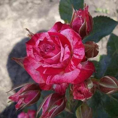 Саженцы роз ФАЙЕР ВОРКС миниатюрная  Саженцы роз ФАЙЕР ВОРКС миниатюрная в Красноярске