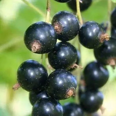 Смородина черная СТРЕЛЕЦ  Смородина черная СТРЕЛЕЦ в Красноярске