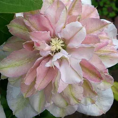 Клематис ИННОСЕНТ БЛАШ  Клематис ИННОСЕНТ БЛАШ в Красноярске