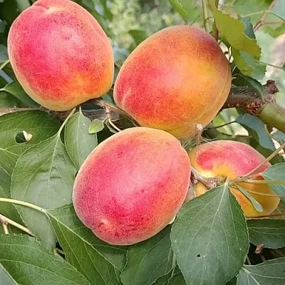 Абрикос ОСОБЕННЫЙ ДЕНИСЮКА в Красноярске