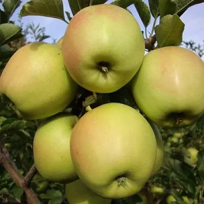 Яблоня СКИФСКОЕ ЗОЛОТО  Яблоня СКИФСКОЕ ЗОЛОТО в Красноярске