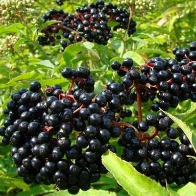 Бузина черная БАГАЦЦЕ  Бузина черная БАГАЦЦЕ в Красноярске