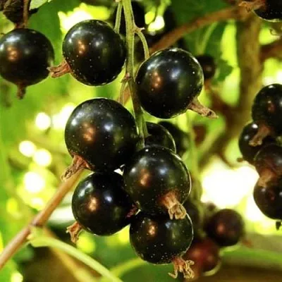 Смородина чёрная НАРА  Смородина чёрная НАРА в Красноярске