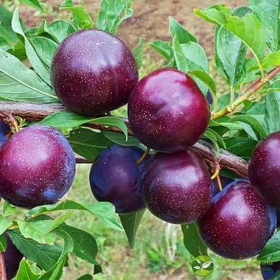 Шарафуга ВЕЛЬВЕТ САНРАЙЗ  Шарафуга ВЕЛЬВЕТ САНРАЙЗ в Красноярске