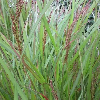 Просо ВЭРРИОР прутьевидное  Просо ВЭРРИОР прутьевидное в Красноярске