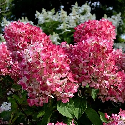 Гортензия ПИНК ДАЙМОНД метельчатая  Гортензия ПИНК ДАЙМОНД метельчатая в Красноярске