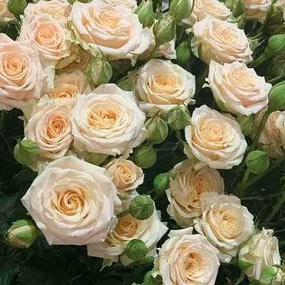 Саженцы роз ТАНЯ спрей  Саженцы роз ТАНЯ спрей в Красноярске