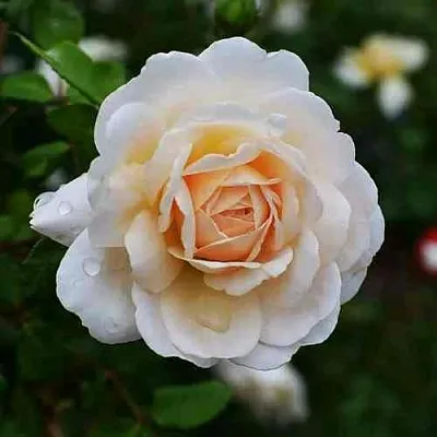 Саженцы роз КРОКУС РОУЗ английская  Саженцы роз КРОКУС РОУЗ английская в Красноярске