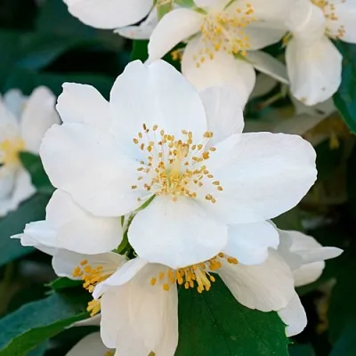 Жасмин ЮСТИНКА  Жасмин ЮСТИНКА в Красноярске