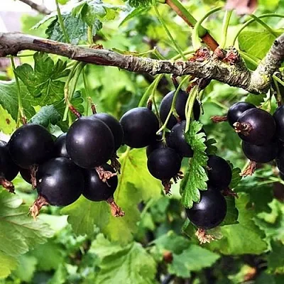 Йошта КРЫМСКАЯ  Йошта КРЫМСКАЯ в Красноярске