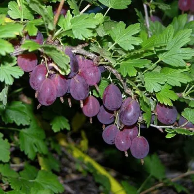 Крыжовник ГРУШЕНЬКА  Крыжовник ГРУШЕНЬКА в Красноярске