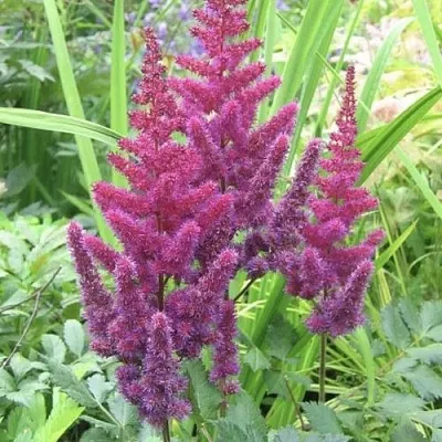 Астильба КАРАОКЕ ПАРТИ китайская  Астильба КАРАОКЕ ПАРТИ китайская в Красноярске