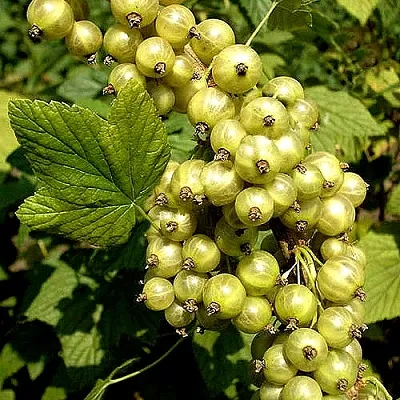 Смородина зеленоплодная СНЕЖНАЯ КОРОЛЕВА  Смородина зеленоплодная СНЕЖНАЯ КОРОЛЕВА в Красноярске