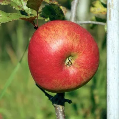 Яблоня ДЫЯМЕНТ в Красноярске