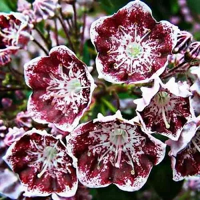 Кальмия БЛЕК ЛЕЙБЛ   Кальмия БЛЕК ЛЕЙБЛ  в Красноярске