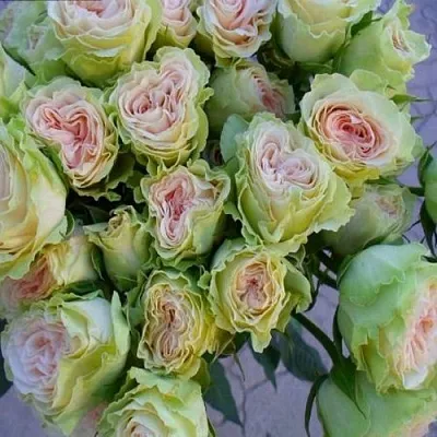 саженцы роз саженцы роз