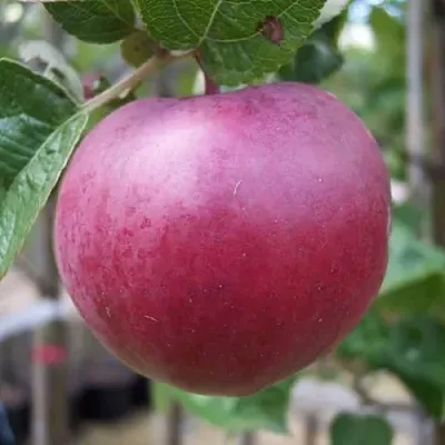 Яблоня НОРИС в Красноярске