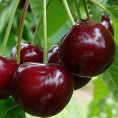 Вишня МИЛАВИЦА  Вишня МИЛАВИЦА в Красноярске