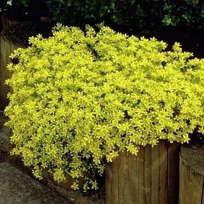 Очиток (седум) ЙЕЛЛОУ КВИН едкий  Очиток (седум) ЙЕЛЛОУ КВИН едкий в Красноярске